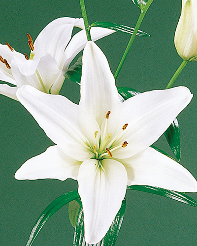 Ľalia asiatic Wit/ White 16/18, 50 ks